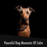 Doggy Calm
