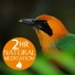 Meditation, Reiki, Massage Tribe