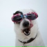 Sleepy Dogs, Music for Pets Library, Calm Doggy