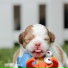Sleep Music For Dogs, Calm Doggy, Pet Care Club