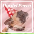 Música Relajante para Perros