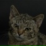 Cat Music, Calm Music for Cats, Cat Music Dreams