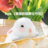 郑宏雨, 吴妹娘