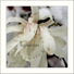 Ozymandias - Les Reves Orientaux(2008)