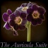 The Auricula Suite Ensemble