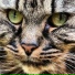 Music For Cats
