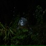 Ent