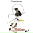 Caxxianne