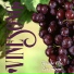 Vinesong
