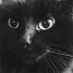 Music For Cats