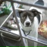 Calm Doggy, Sleep Music For Dogs, Dog Music Club