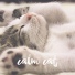 Calm Cat