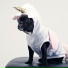 Dog Music Club, Pet Care Club, Jazz Music for Dogs