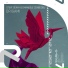 Steve Dekay, Emanuele Congeddu