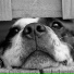 Relaxmydog, Calm Doggy, Sleepy Dogs