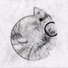Ammonites