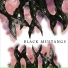 Black Mustangs feat. Sapphira Singgih
