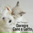 Terapia Cane Intensiva