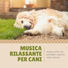 Cani Accessori