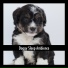 Dog Chill Out Music