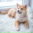 Dog Music, Jazz Music for Dogs, Music For Dogs