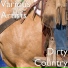 Various Artists