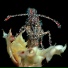 gang gang dance [http: musvkontakte.ru]