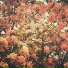 Phoria