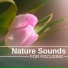 Nature Stickers