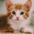 Cat Music, Jazz Music Therapy For Cats, RelaxMyCat