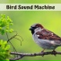 Calm Music Guru
