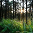 Life Sounds Nature, Gentle Rain Makers, Reiki