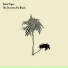 Timid Tiger