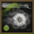DJ Chus, Rosewall, Made by Pete feat. Tosz