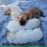 The Dog Relaxer