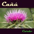 Canu