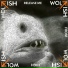 Wolffish