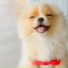 Sleepy Dogs, Dog Music, Music for Dog's Ears