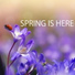 Relaxing Sounds Spring Music House