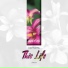 Cattleya