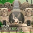 Dj Vivo Official