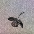 Buccura