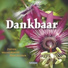 Jan Lenselink, Dick LewMair Orchestra