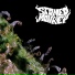 Stoned Monkey