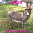 SOYA