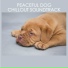 Dog Chillout Zone