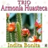 Trío Armonia Huasteca