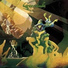 Greenslade 1973 Greenslade