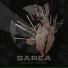 Sarea