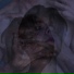 SnoR